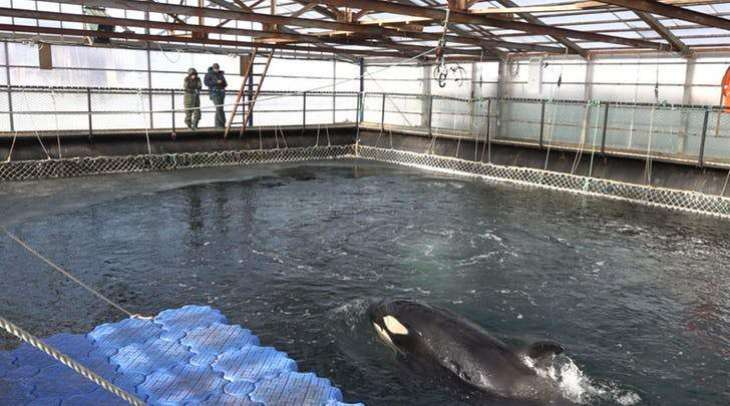 Russia Sets 'Example for World' by Releasing All Orcas, Belugas From 'Whale Jail' - NGO