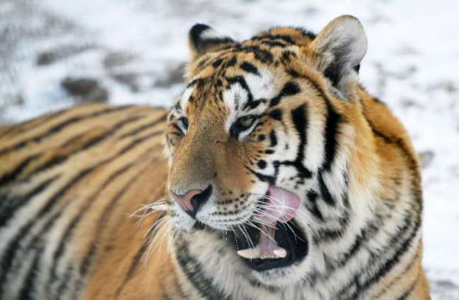 Russia, Chinese National Parks Agree to Cooperate in Protection of Rare Tigers, Leopards