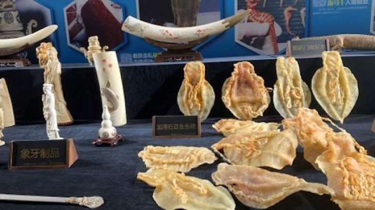ASF thwarts attempt to smuggle rare figurines to China