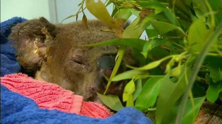 Koala seen in rescue from Australian bushfire dies