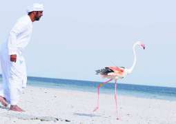 Abu Dhabi Birdathon’s Flamingos return to Al Wathba Wetland Reserve