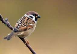 Global warming may cause birds to shrink