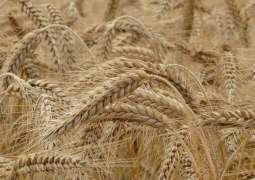 Russian Grain Export From July 1-December 5 Down 15.2% Year-on-Year - Agriculture Ministry