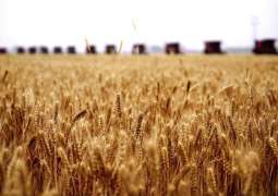 China to Import Wheat, Corn Within Current Quotas - Vice Agriculture Minister