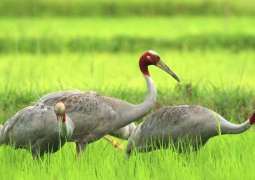 Eastern Sarus Cranes saved from extinction