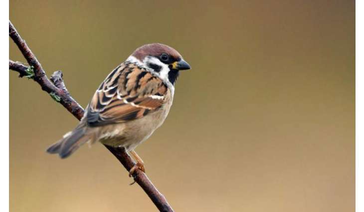 Global warming may cause birds to shrink