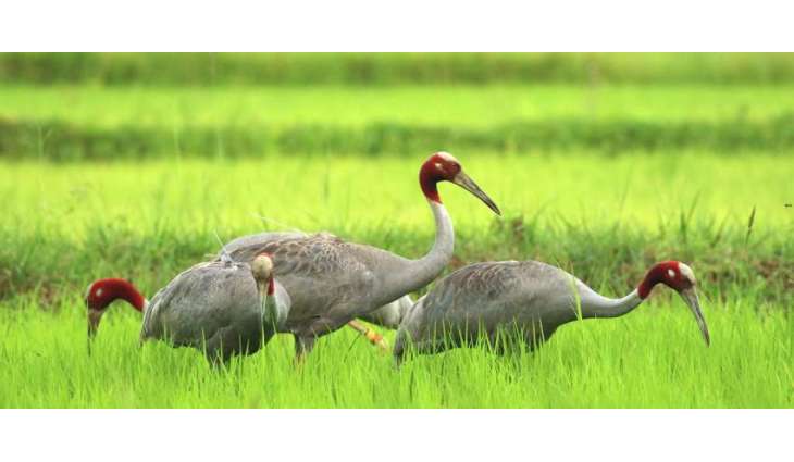 Eastern Sarus Cranes saved from extinction
