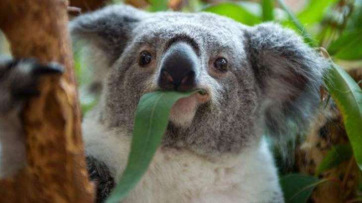 Over 2,000 Koalas Feared Dead in Bushfire Crisis in Australia's East - Reports
