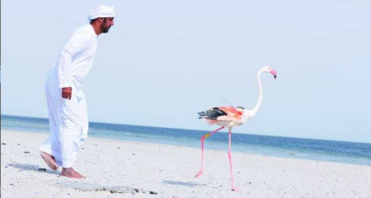 Abu Dhabi Birdathon’s Flamingos return to Al Wathba Wetland Reserve