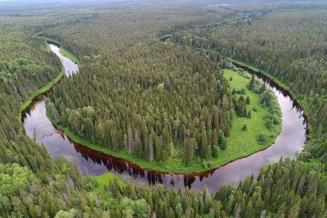 Greenpeace Laments Illegal Logging in Northern Russia's Newly-Established Nature Reserve