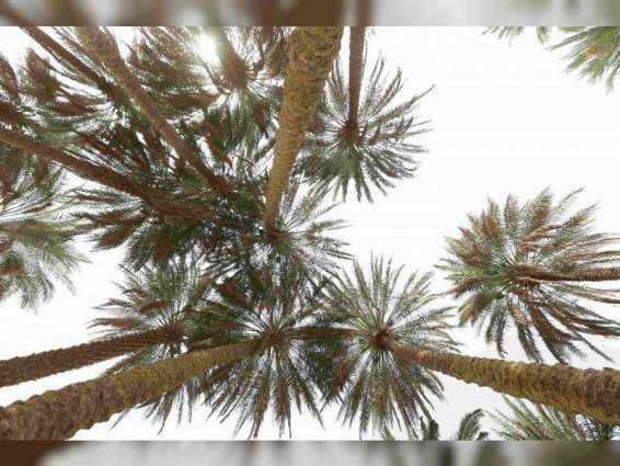 Palm tree added to UNESCO’s 'Representative List of Intangible Cultural Heritage'