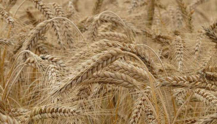 Russian Grain Export From July 1-December 5 Down 15.2% Year-on-Year - Agriculture Ministry