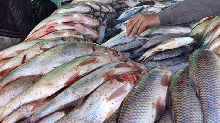 PARC to establish fish processing unit in collabration with private sector