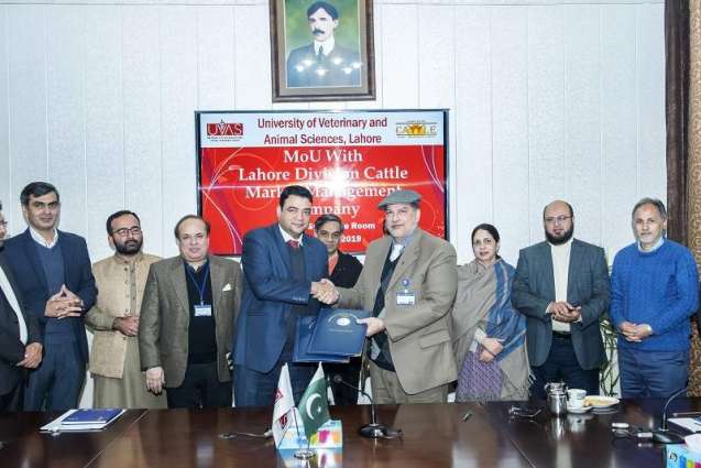 UVAS sign MoU with Lahore Division Cattle Market Management Company for improving bilateral association