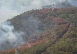 Several Embassies in Australia's Capital Closed Due to Massive Bushfires - Reports