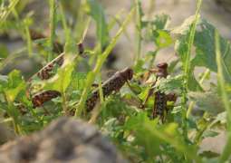 Massive locusts attack would continue for next two years: Committee informed
