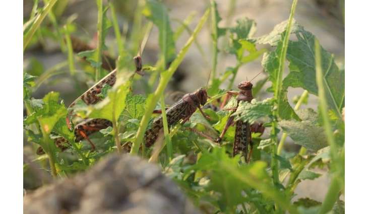Massive locusts attack would continue for next two years: Committee informed
