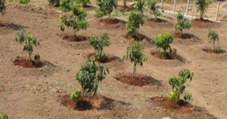 Islamabad Chamber of Commerce and Industry to plant one million saplings in federal capital during 2020