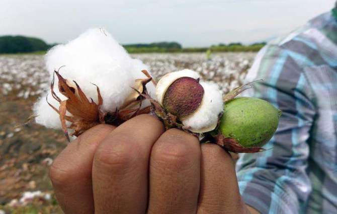Decision to import cotton from Afghanistan, Central Asia lauded 