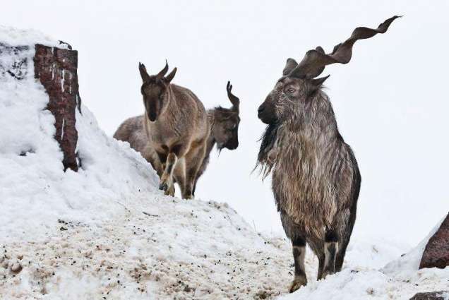 Spanish hunter pays $85,300 to hunt markhor in Gilgit-Baltistan