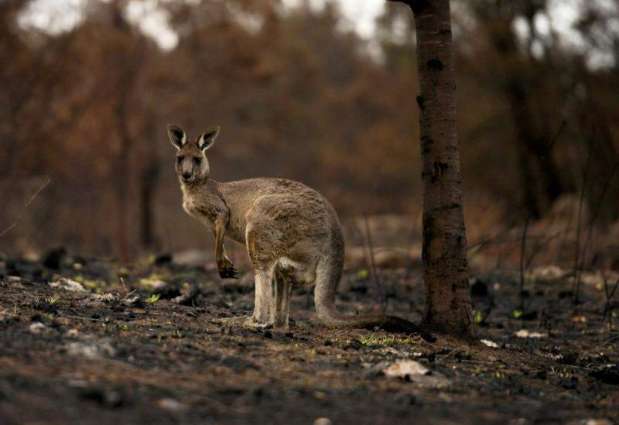 Forecast rain to bring both relief and new risks to fire-stricken Australia
