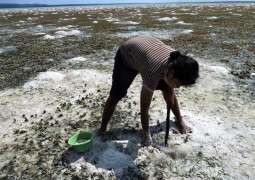 New initiative to protect seagrass ecosystem that supports millions of people