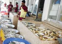 Increase in safi, sheri stocks following fishing regulation enforcement