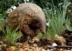 Coronavirus: Pangolins may have spread the disease to humans