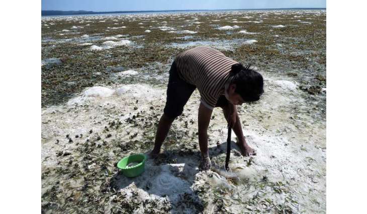 New initiative to protect seagrass ecosystem that supports millions of people