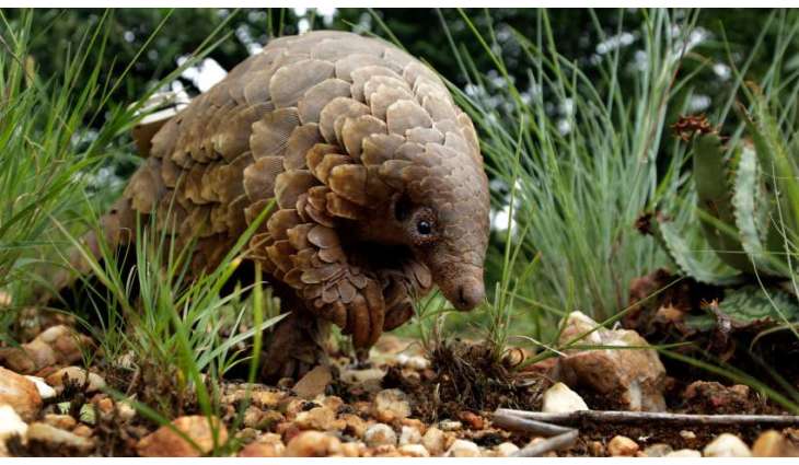 Coronavirus: Pangolins may have spread the disease to humans