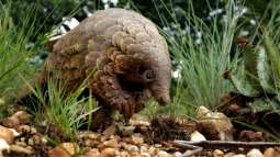 Coronavirus: Pangolins may have spread the disease to humans