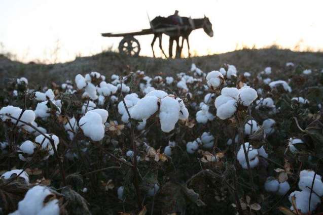 Long term cotton policy demanded: The Islamabad Women's Chamber of Commerce and Industry (IWCCI)