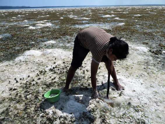 New initiative to protect seagrass ecosystem that supports millions of people