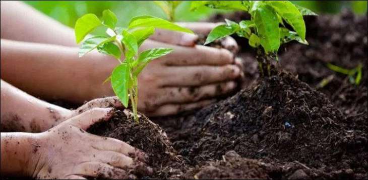 Rawalpindi Cantonment Baord to start spring tree plantation campaign from Feb 25