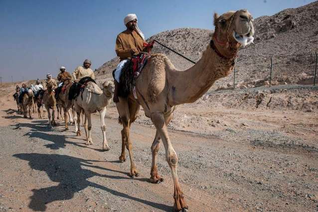 Hamdan bin Mohammed witnesses Camel Trek Marathon in Dubai