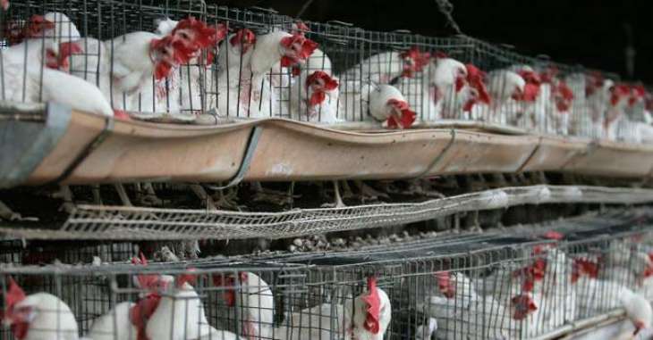 China Bans Poultry Imports From Germany, Ukraine Over Bird Flu Outbreaks - Authorities