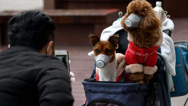 WHO Says Working With Hong Kong Health Authorities After Dog Tested Positive for COVID-19