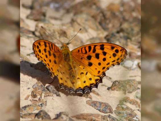 Himalayan butterfly found in Fujairah