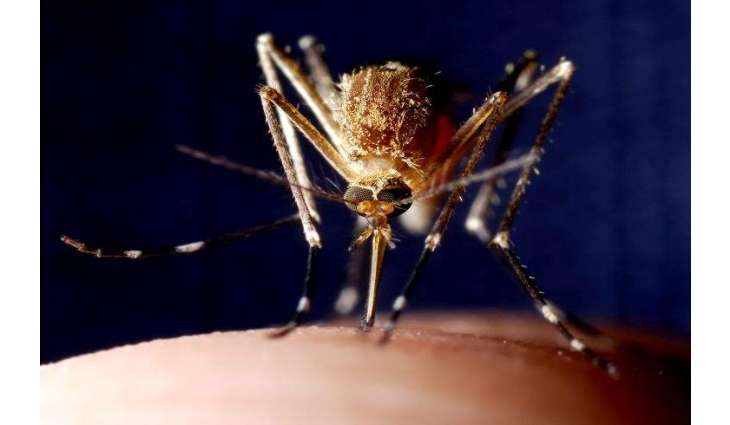 French Island Mayotte Records Over 2,400 Dengue Cases