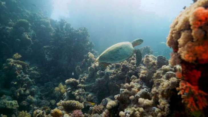 شركة البحر الأحمر تطلق برنامجاً لحماية السلاحف المهددة بالانقراض