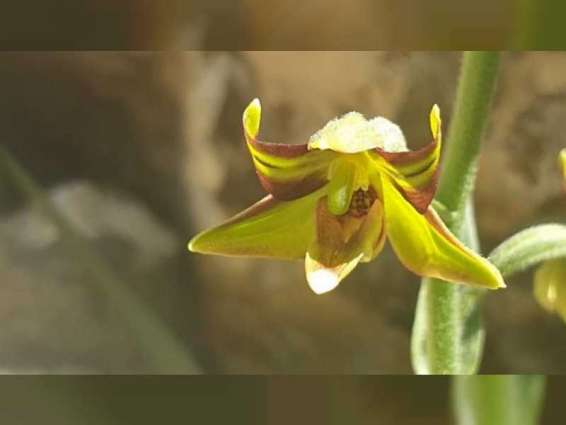 EPAA finds rare orchid in Sharjah