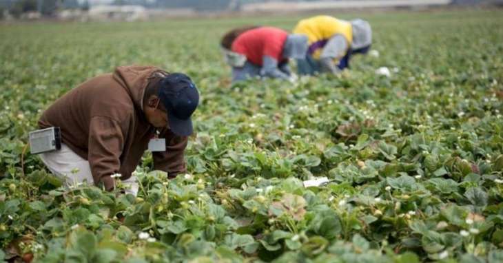 European Border Restrictions Leave Agricultural Sector With Worker Shortfall - Union Chief