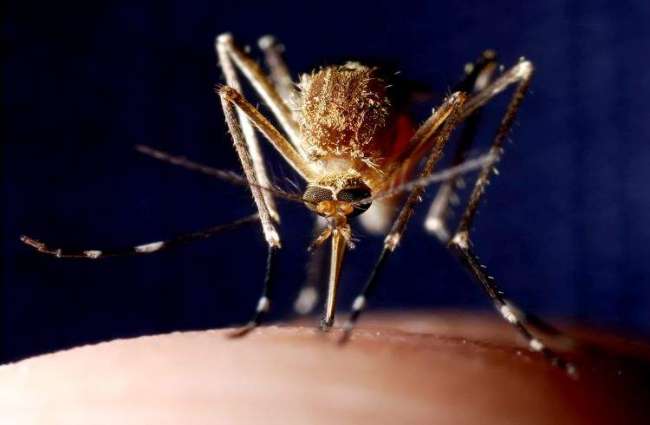 French Island Mayotte Records Over 2,400 Dengue Cases