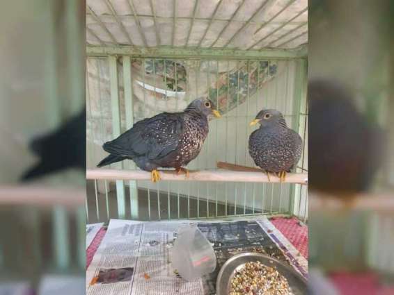 EPAA foils attempt to smuggle 146 endangered animals and birds