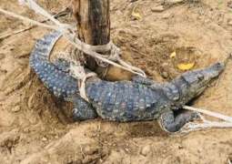 Missing Crocodile from Ghotki Park recovered: Sindh Wildllife officials