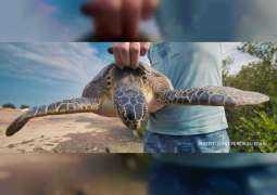 Green turtle from Kalba tracked for 500 km