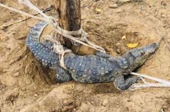 Missing Crocodile from Ghotki Park recovered: Sindh Wildllife officials