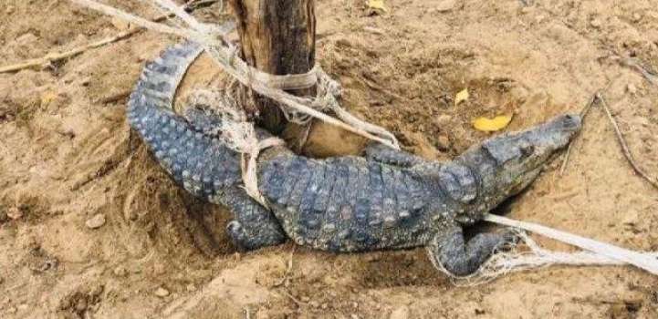 Missing Crocodile from Ghotki Park recovered: Sindh Wildllife off ..