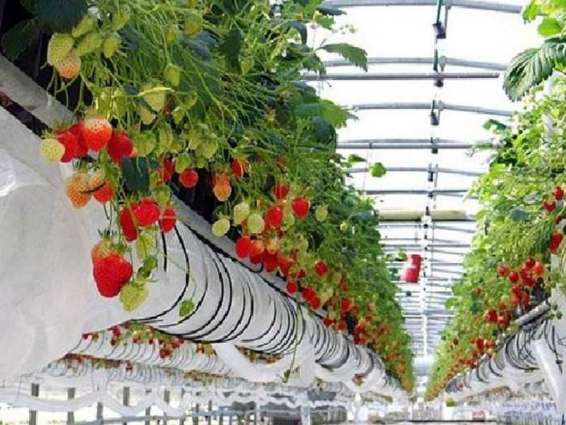 UAE produces 70 types of vegetables and fruits, competes globally
