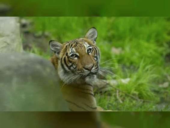 Tiger at New York zoo tests positive for COVID-19